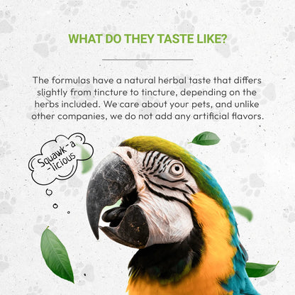 Bird's Feathers - Healthy Feathers Support in Birds