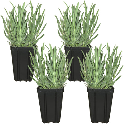 Lavender Provence Plants Potted Set of 4