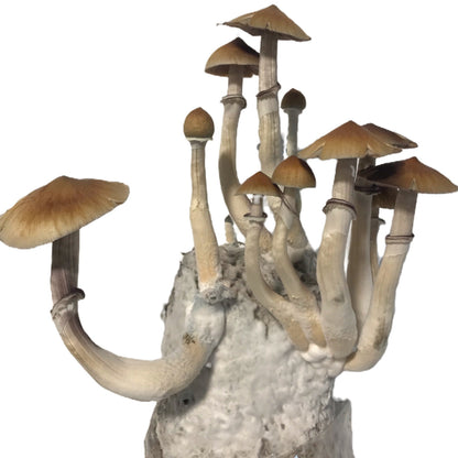 All In One Mushroom Grow Bag Bundle 16 Count